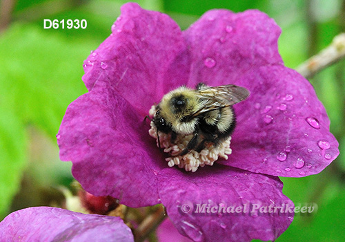 Bombus vagans